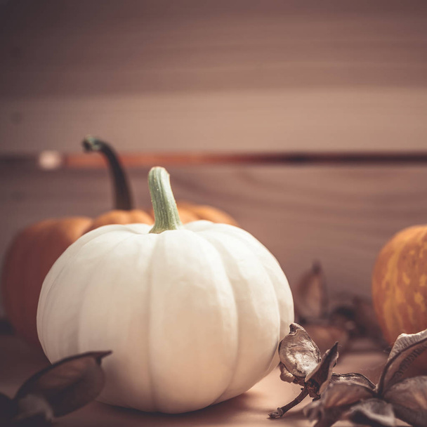 Herbst orange und weiße Kürbisse Erntedank Halloween Hintergrund Holzkiste mit Kopierraum. quadratische Vorlage für Herbsternte Stimmungstext - Foto, Bild