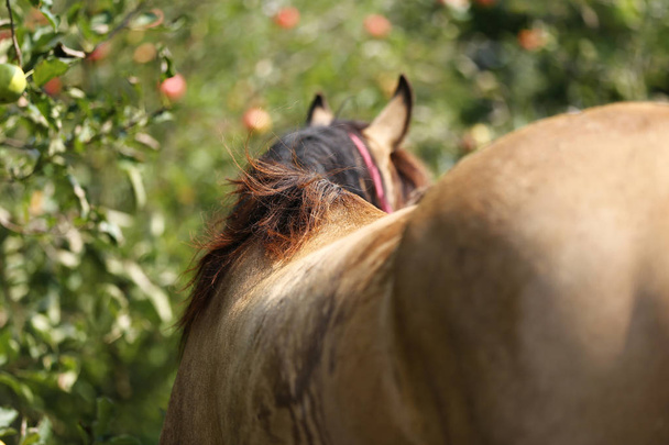 Morgan mare eating apples under apple tree at rural animal farm - Photo, Image