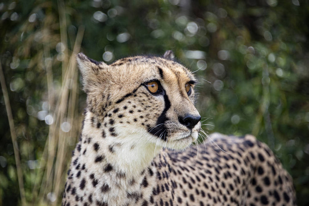 İngiltere'de, Hamerton Hayvanat Bahçesi - 17 Ağustos 2018: Cheetah tutsak, portrai - Fotoğraf, Görsel