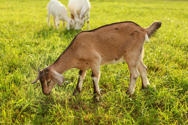 junges braunes Ziegenkind weidet, frisst Gras auf einer sonnenbeschienenen Wiese mit mehr Ziegen im Hintergrund. - Foto, Bild