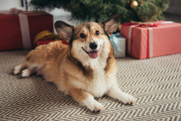 χαριτωμένο ουαλλέζικο corgi σκυλί που ξαπλώνει κάτω από το χριστουγεννιάτικο δέντρο με δώρα - Φωτογραφία, εικόνα