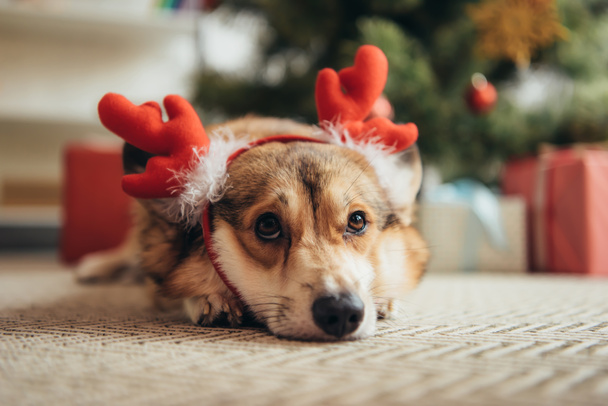 cute welsh corgi dog in deer horns lying under christmas tree - Фото, зображення