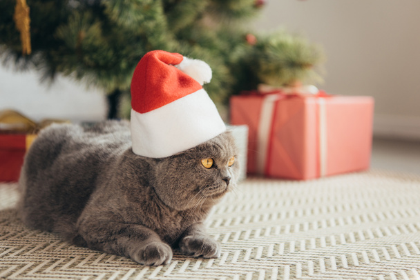 fluffy scottish fold cat in santa hat lying under christmas tree - Fotó, kép
