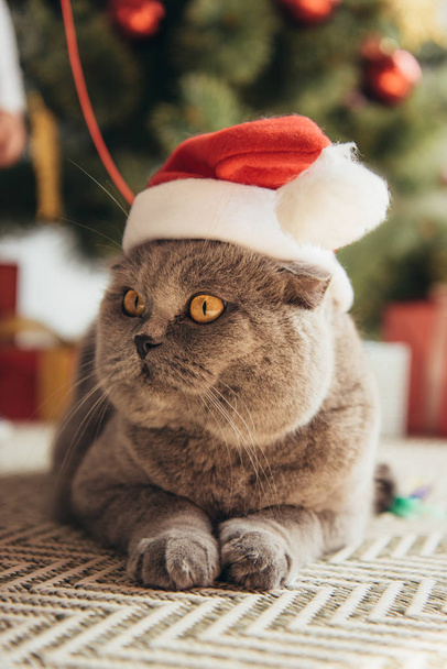 cute grey scottish fold cat in santa hat lying under christmas tree - Φωτογραφία, εικόνα