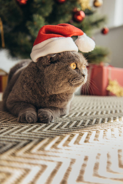 grey furry scottish fold cat in santa hat lying on floor under christmas tree - Fotó, kép