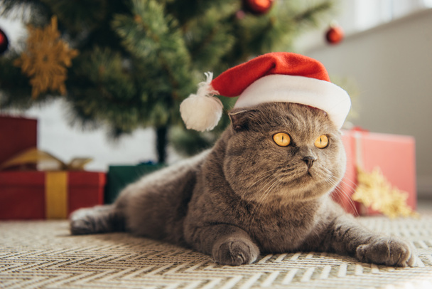 furry scottish fold cat in santa hat lying under christmas tree - Photo, Image