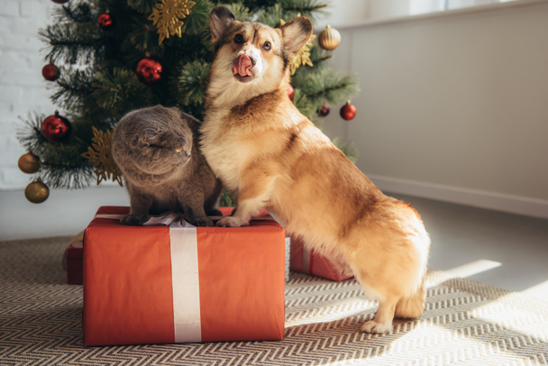 perro corgi galés divertido y gato plegable escocés en caja de regalo cerca del árbol de Navidad
 - Foto, Imagen