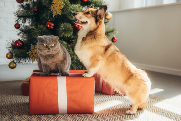 cute welsh corgi dog and scottish fold cat on gift box near christmas tree - Fotoğraf, Görsel
