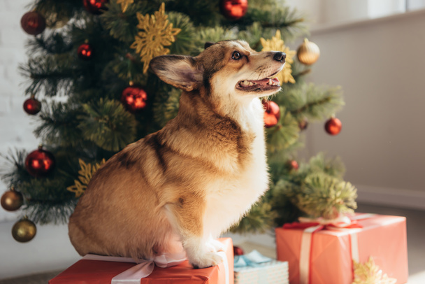 cute furry dog sitting on gift box near christmas tree  - Fotografie, Obrázek