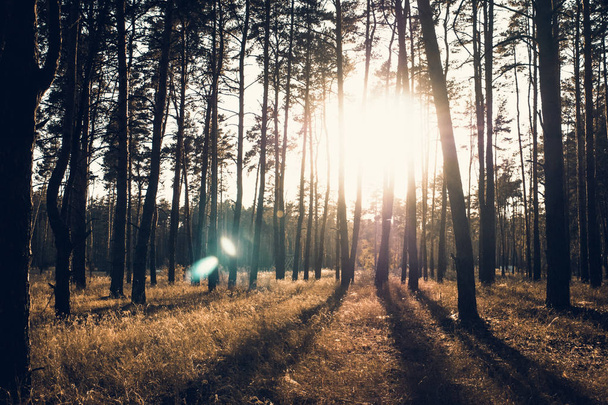 Panoráma az őszi erdő napnyugta nap fényében, a fák és a hosszú árnyékok - Fotó, kép