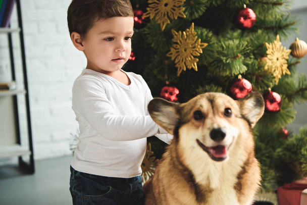 adorable boy petting welsh corgi dog near christmas tree - Fotoğraf, Görsel