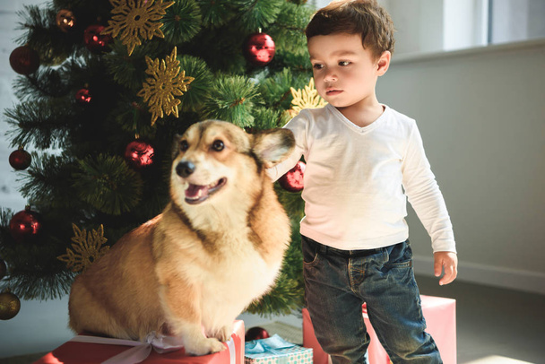 μικρό χαριτωμένο αγόρι χάιδεμα ουαλλέζικο corgi σκυλί κοντά στο χριστουγεννιάτικο δέντρο - Φωτογραφία, εικόνα