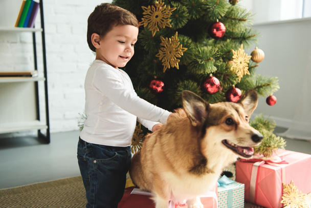 niño acariciando perro corgi galés cerca del árbol de Navidad
 - Foto, imagen