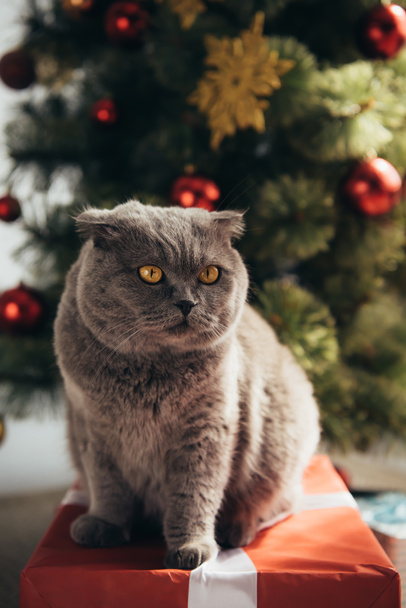 сірий пухнастий шотландський складчастий кіт сидить на подарунковій коробці біля ялинки
 - Фото, зображення