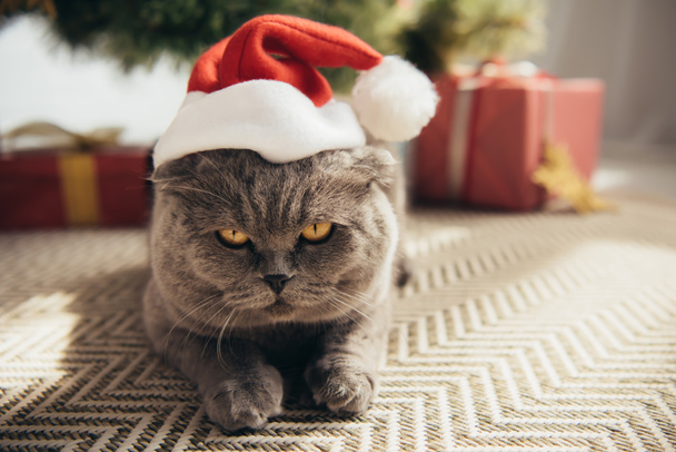 chat écossais gris pliant en chapeau de Père Noël couché sous l'arbre de Noël
 - Photo, image