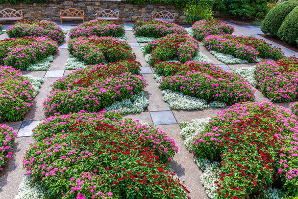 Phlox rosa e vermelho no jardim com passarelas
 - Foto, Imagem