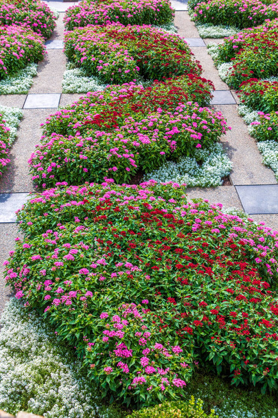 Phlox rosa y rojo en el jardín
 - Foto, imagen