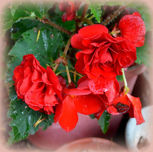 Begonia. Pěkné květiny v zahradě v letní slunovrat v slunečný den. Zelená krajina - Fotografie, Obrázek