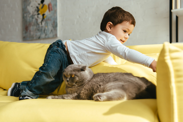 Kleinkind spielt auf gelbem Sofa mit schottischer Faltkatze - Foto, Bild