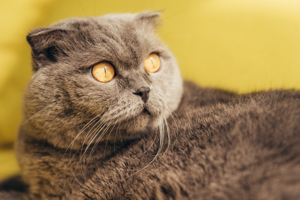 grey fluffy scottish fold cat on yellow - Zdjęcie, obraz