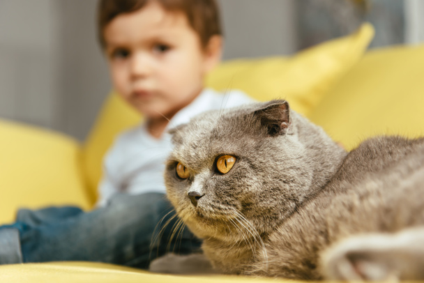 Selektywny fokus Szkocki zwisłouchy kot i dziecko w domu - Zdjęcie, obraz