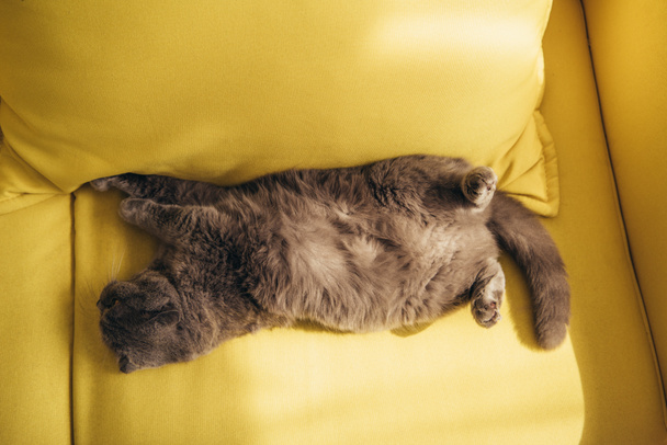 灰色の家に黄色のソファの上で眠っているスコティッシュフォールド猫 - 写真・画像
