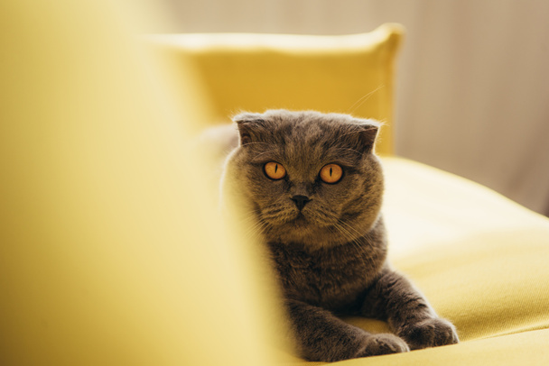 fluffy scottish fold cat on yellow sofa at home - Photo, Image