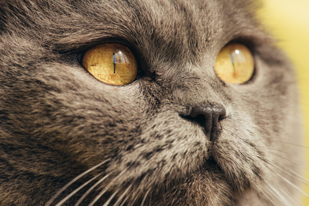 close up of furry scottish fold cat with yellow eyes - Foto, Imagen