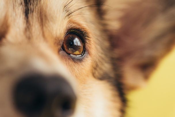 ペンブローク ウェルシュ コーギー犬の目のクローズ アップ  - 写真・画像