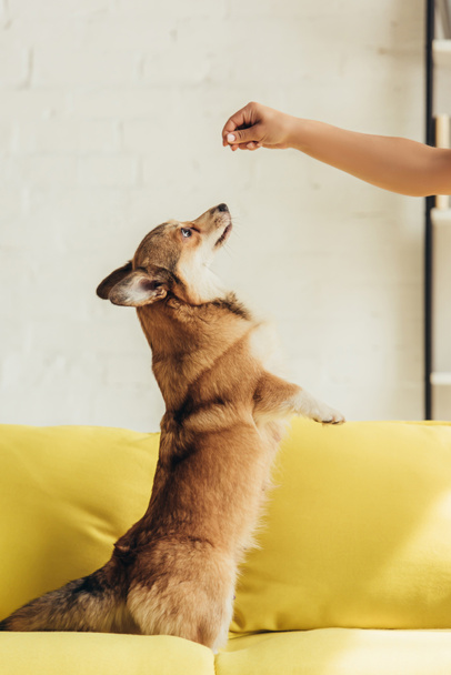 partial view of of person training welsh corgi dog at home - Fotografie, Obrázek