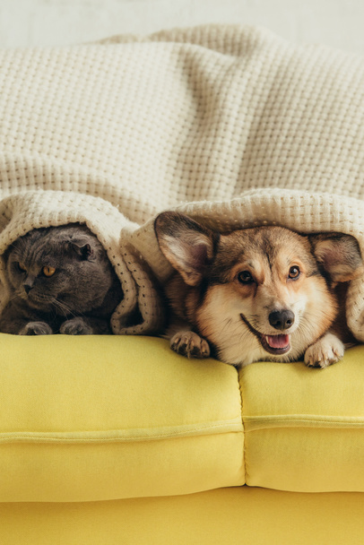 gato plegable escocés y perro corgi galés acostado debajo de la manta en el sofá
  - Foto, imagen