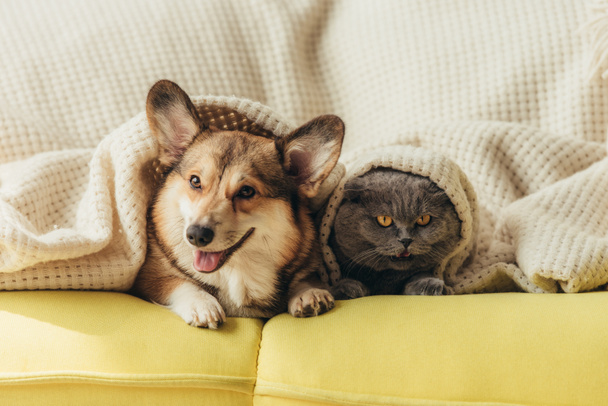 mascotas divertidas acostadas debajo de la manta en el sofá
  - Foto, Imagen