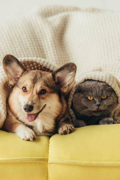 mascotas divertidas acostados juntos bajo cuadros en el sofá
  - Foto, imagen