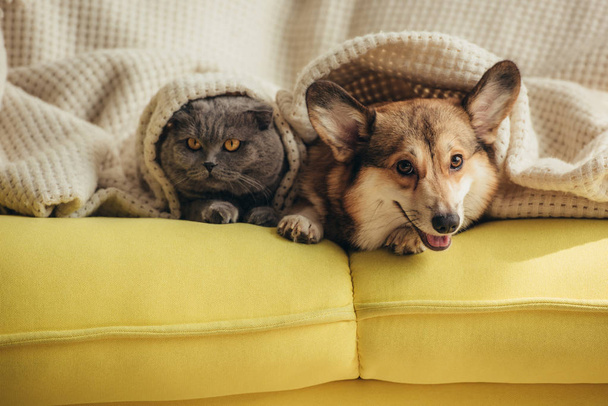 gato y perro acostados juntos bajo una manta en un sofá
  - Foto, Imagen