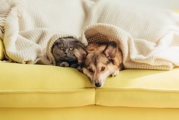 escocés plegable gato y galés corgi perro acostado bajo manta juntos en sofá
  - Foto, imagen