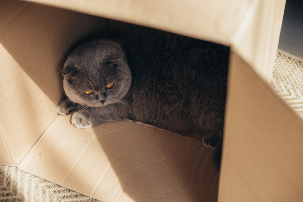 cute grey scottish fold cat in cardboard box at home - Fotó, kép