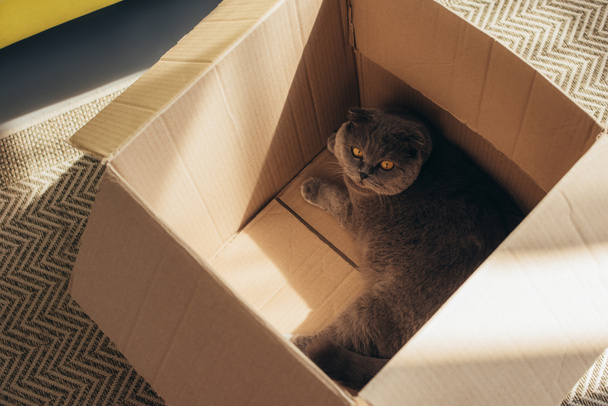 милий пухнастий шотландський складний кіт у картонній коробці
 - Фото, зображення