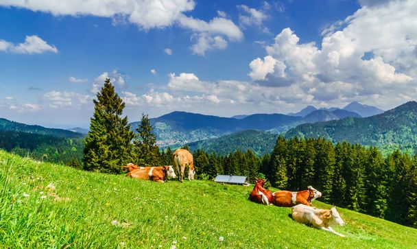 Вид на коричневых петухов в Баварских Альпах - Германия
 - Фото, изображение