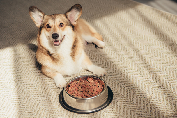 Mignon gallois Corgi couché sur le sol avec bol plein de nourriture pour chien
 - Photo, image