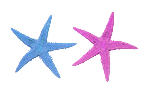 two colorful starfish on a white background - Photo, Image