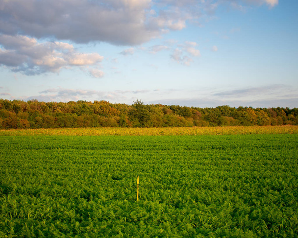 Сельская местность с спелым морковным полем. Потеря: Германия, Северный Рейн - Вестфалия, Боркен
 - Фото, изображение