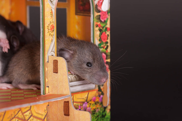 rato bebê em casa de brinquedo close-up
 - Foto, Imagem
