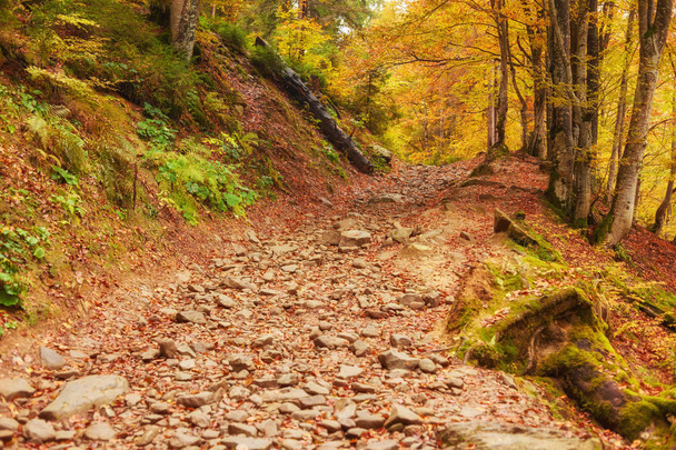 Path through the autumn forest. Colorful landscape. - Фото, изображение