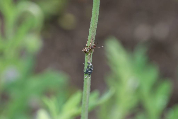 Τα μυρμήγκια και οι αφίδες σε έναν μίσχο λουλουδιών στον κήπο - Φωτογραφία, εικόνα