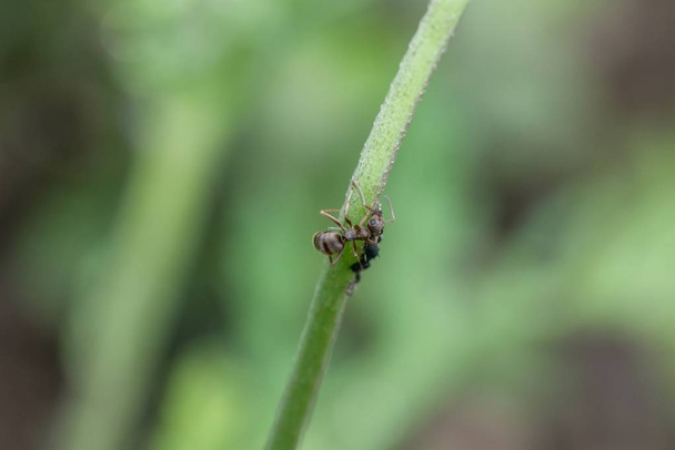 Τα μυρμήγκια και οι αφίδες σε έναν μίσχο λουλουδιών στον κήπο - Φωτογραφία, εικόνα