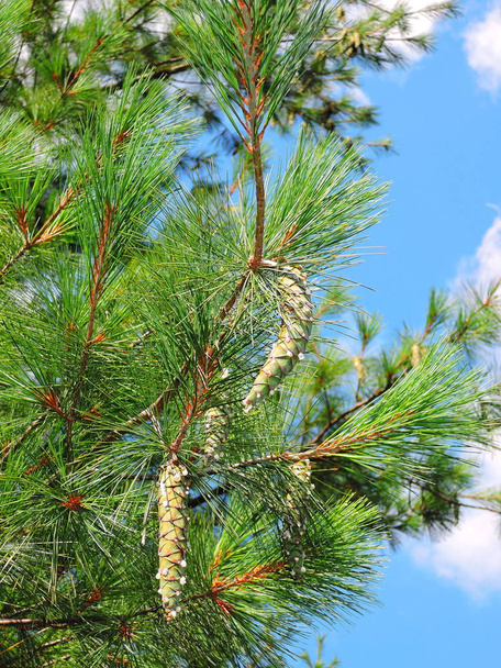 borovice v parku - Fotografie, Obrázek