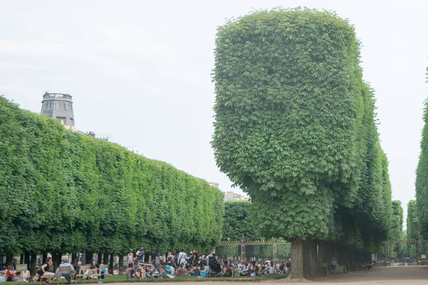 PARIS, FRENCH - kesäkuu 07, 2017: Ihmiset nauttivat päivästä Luxemburgin puutarhassa Pariisissa. Luxemburgin palatsi on Ranskan senaatin virallinen asuinpaikka
 - Valokuva, kuva