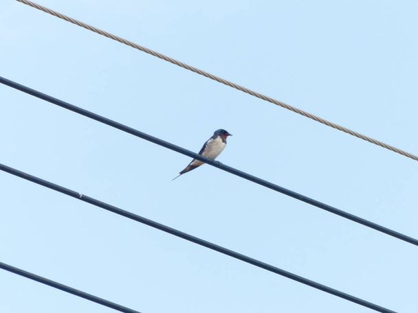 Oriental magpie robin on power lines - Photo, Image