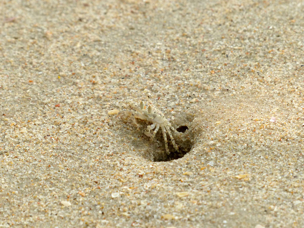 Pikkuruiset haamuravut kaivamassa kuoppia hiekkaan
 - Valokuva, kuva