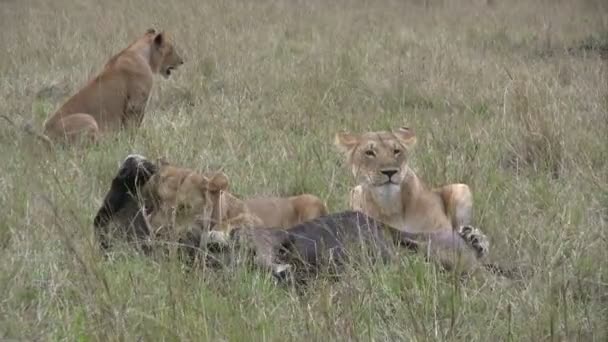 Een leeuwin helpt haar vriend om te doden een gnoe - Video